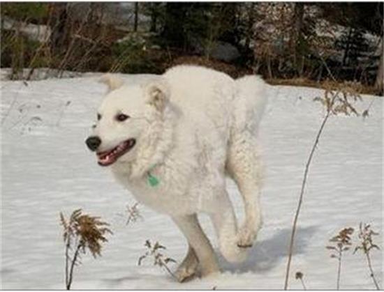 库瓦斯犬生活习惯