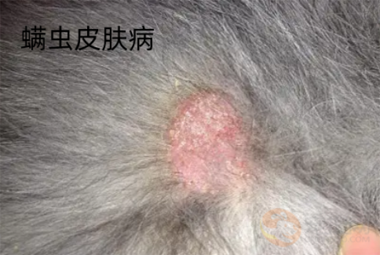 狗狗真菌、螨虫皮肤病的区别？