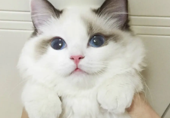 布偶猫毛打结怎么办？解决布偶猫毛打结的两大方法！