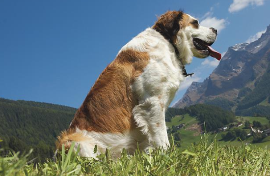 圣伯纳犬缺点是什么？想养的一定要慎重