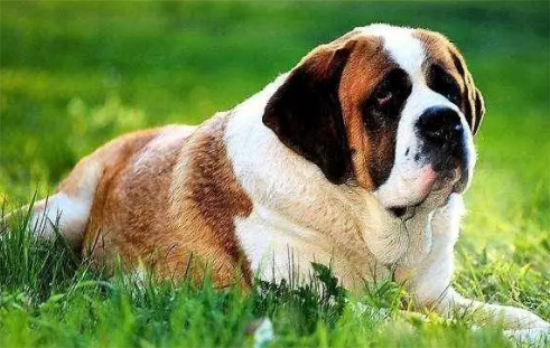 圣伯纳犬多少钱一只图片