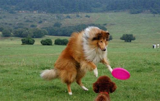 苏格兰牧羊犬的性格外貌特征