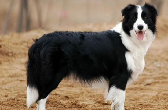 牧羊犬有哪些品种