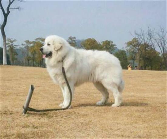 大白熊犬吃多了拉稀怎么办