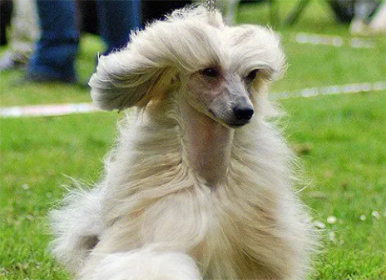 冠毛犬不能吃什么东西？