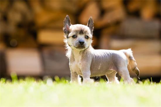 中国冠毛犬机灵吗