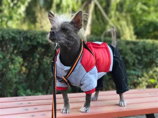 中国冠毛犬有几种颜色
