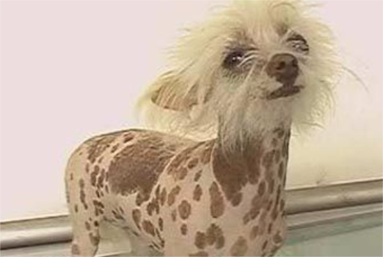 冠毛犬怎么养 食物多元化合理搭配