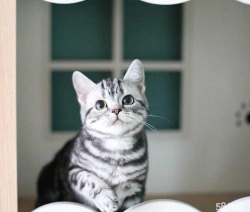 猫咪脚趾猫癣怎么处理?