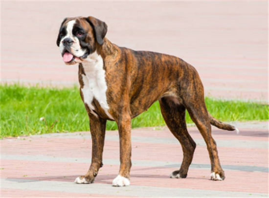 德国拳师犬开口_副本1.png