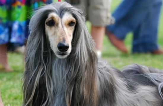 阿富汗猎犬掉毛吗 做好日常护理工作