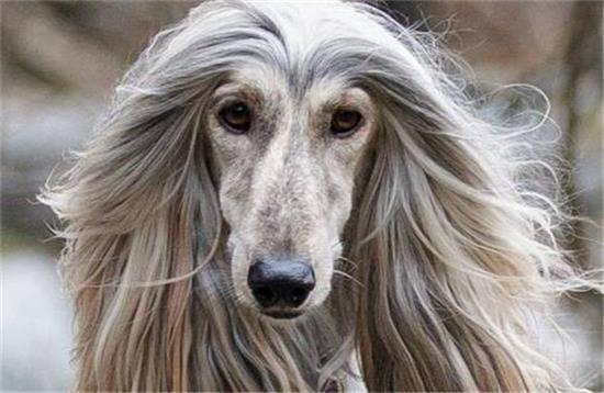 为何中国禁止市场销售和饲养阿富汗犬？看了你要敢养么