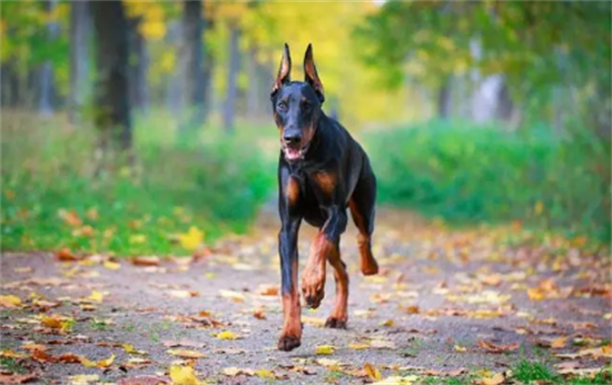成年杜宾犬价格多少钱一只