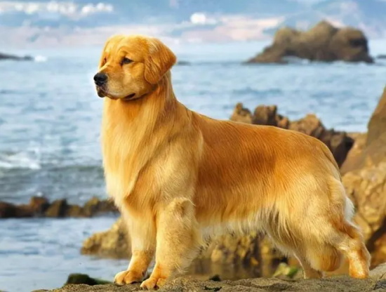 狗狗可以刷牙吗