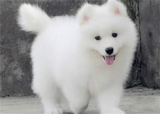 萨摩耶犬呕吐的几种常见原因