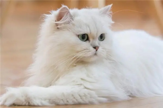 猫总是舔毛是什么意思?