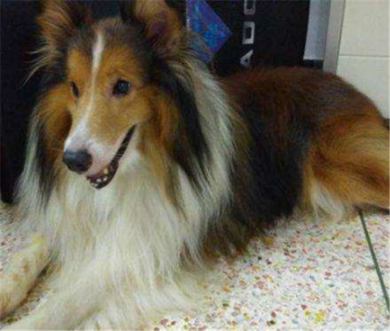购买喜乐蒂牧羊犬注意些什么