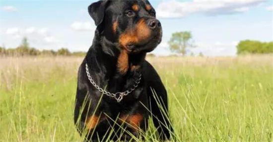 罗威纳犬的体高是多少