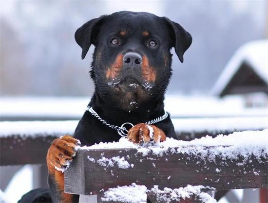 罗威纳犬，非常值得带回去饲养的六大原因！