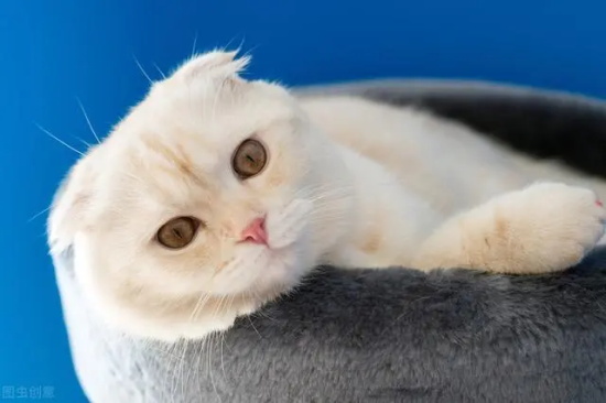 猫咪喜欢抓家具的解决办法