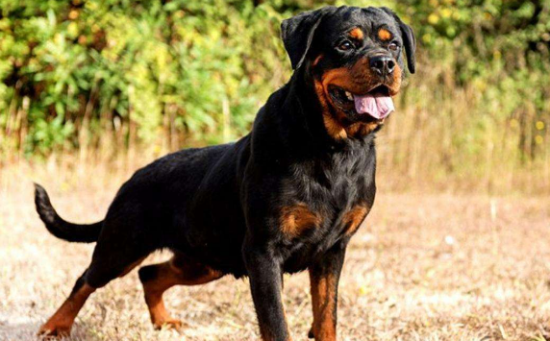 养罗威纳犬有什么坏处？可能会累坏主人