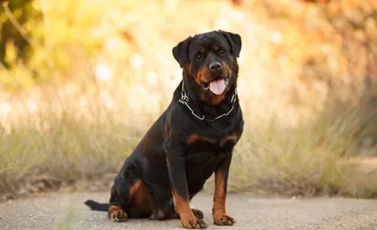 你知道罗威纳犬为什么要断尾吗？