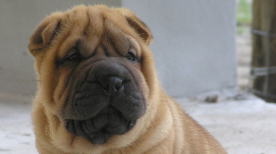 中国沙皮犬的寿命一般是多久