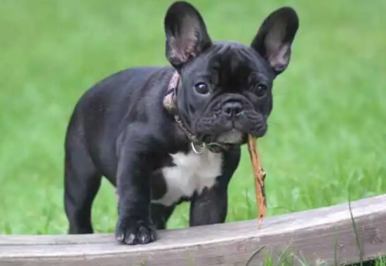 法斗犬和沙皮犬的区别