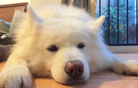什么时候带狗狗去打疫苗比较好?