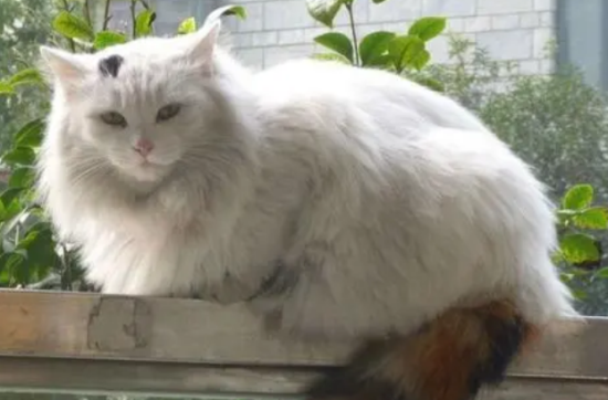 波斯猫洗澡注意事项?