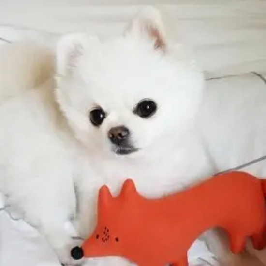博美犬怀孕怎么照顾