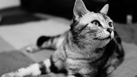 欧洲短毛猫性格特点
