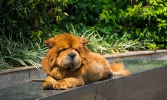 松狮犬瘟热怎么治疗？