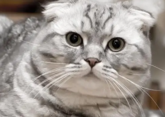 哪些原因会导致猫咪呕吐?