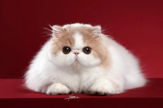 猫为什么不喜欢水？