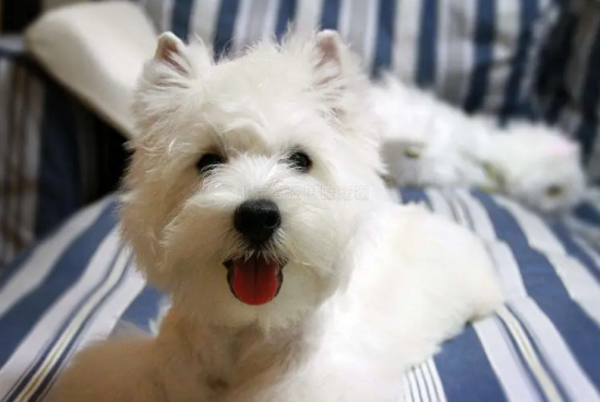 养一只西高地犬一个月开销多少
