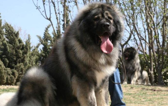 高加索犬能长多大 最小也是在65厘米以上