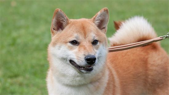 犬真菌性皮肤病原因|诊断|预防及治疗方法
