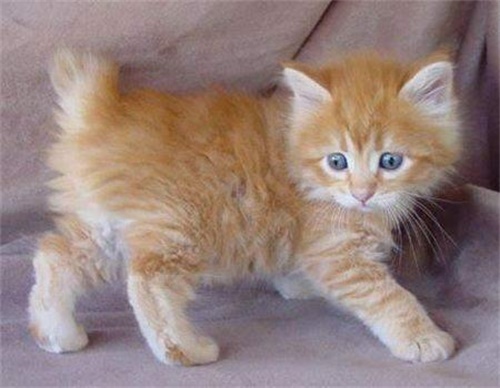 猫咪的日常生活中怎么预防猫癣?