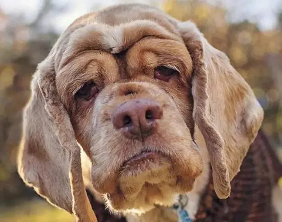 犬慢性胃炎原因|诊断|预防及治疗方法
