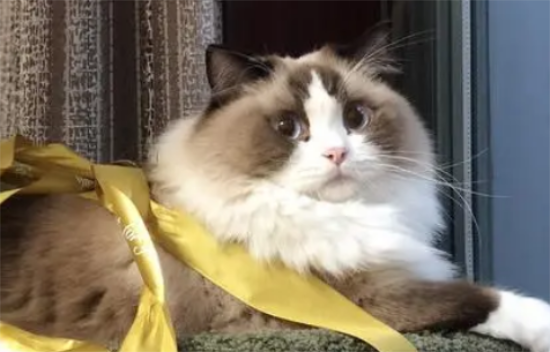 布偶猫会生气吗？原来布偶猫脾气这么好！