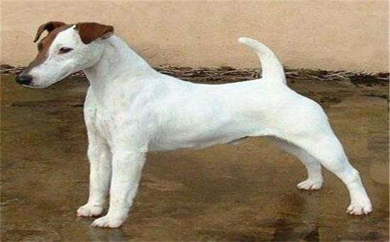 平毛猎狐梗不能吃什么