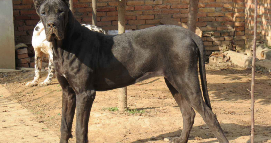 大丹犬起源和介绍