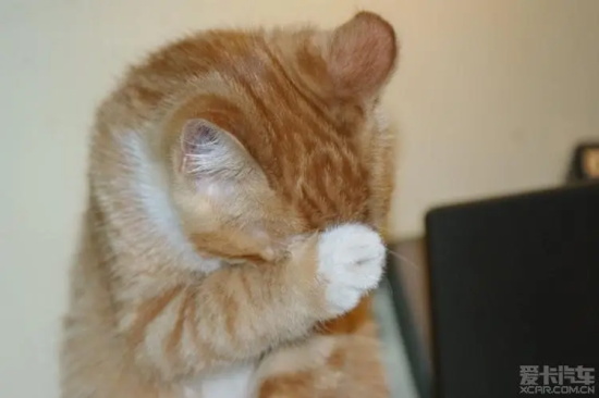 猫咪哪种情况要外驱虫?