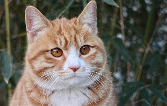 猫骨折了怎么办？