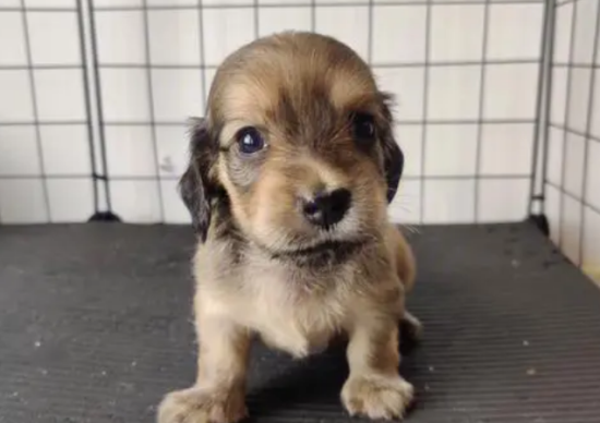 纯种长毛腊肠犬多少钱一只