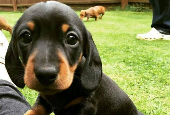 今日分享：腊肠犬养多久才听话