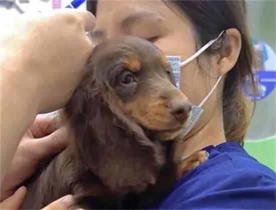 腊肠犬什么时候打疫苗？一定要清楚