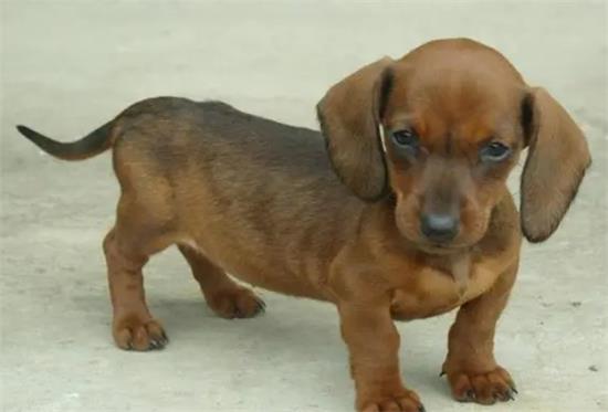 迷你长毛腊肠犬在哪买