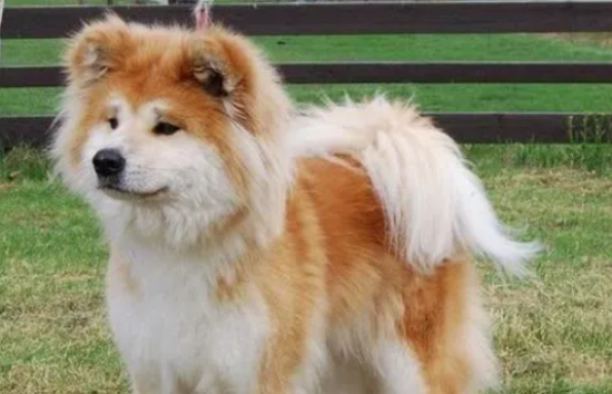 秋田犬吃多了腹泻怎么办